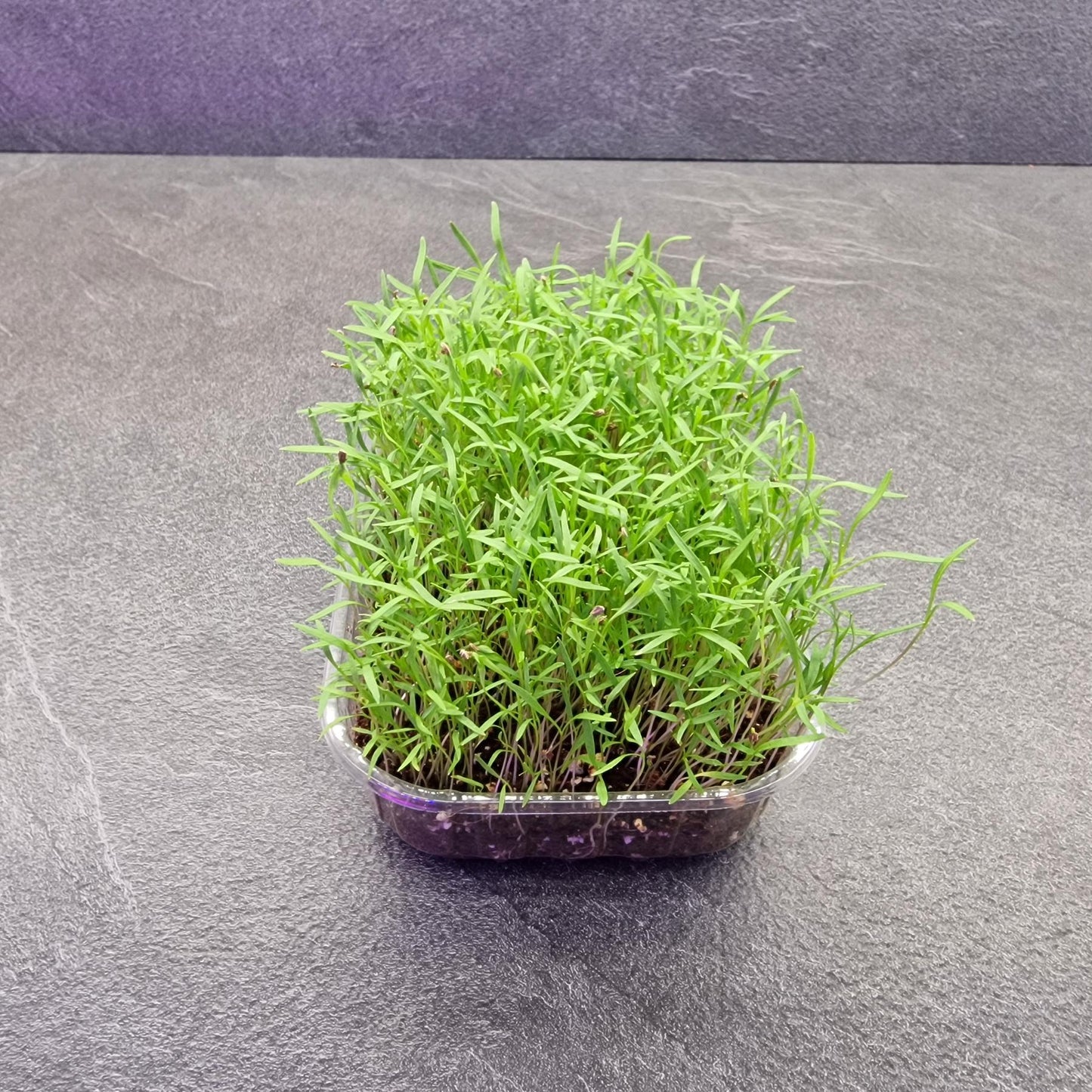 Καρότο, Carrot