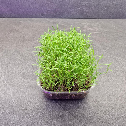 Καρότο, Carrot