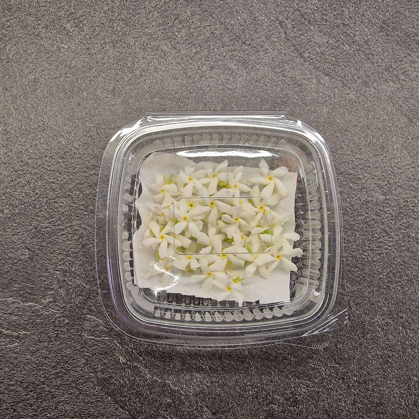 Γιασεμί, Jasmine