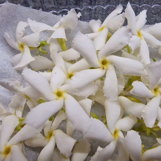 Γιασεμί, Jasmine