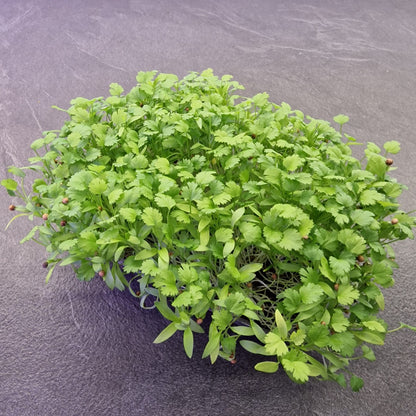 Koλίαντρος, Cilantro, Coriander