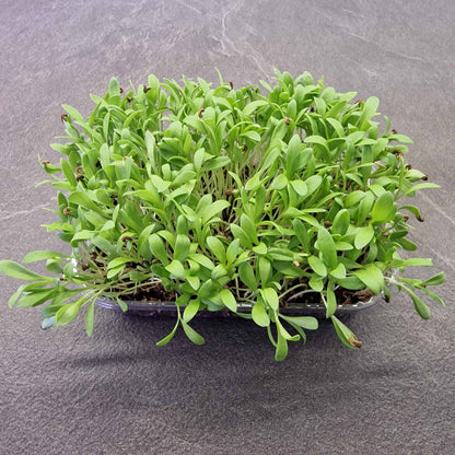 Καλέντουλα marigold beauty