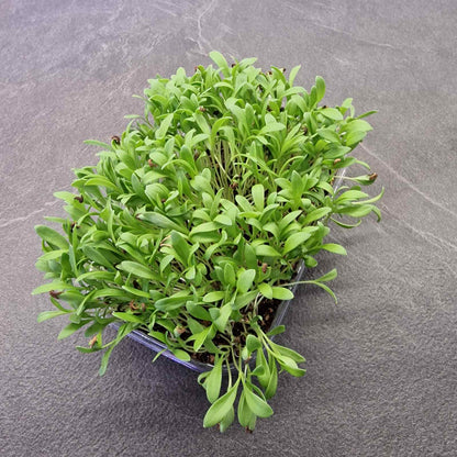 Καλέντουλα marigold beauty microgreen