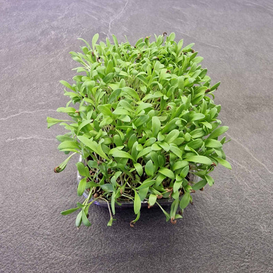 Καλέντουλα marigold beauty microgreen