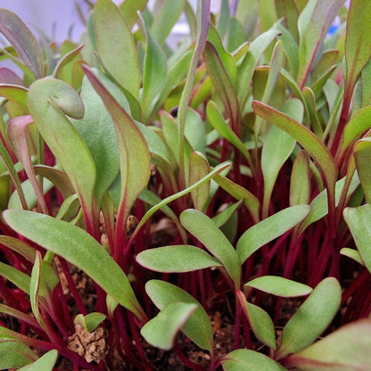 Παντζάρι, Βeets