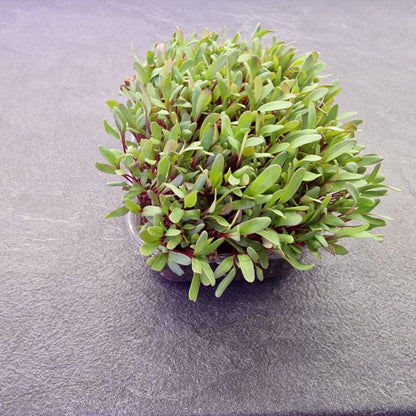 Παντζάρι, Βeets