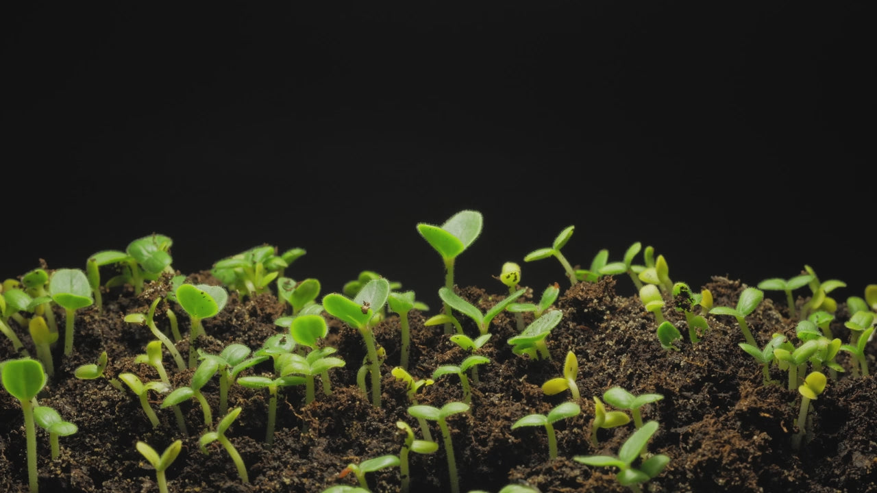 Φόρτωση βίντεο: Growing microgreens