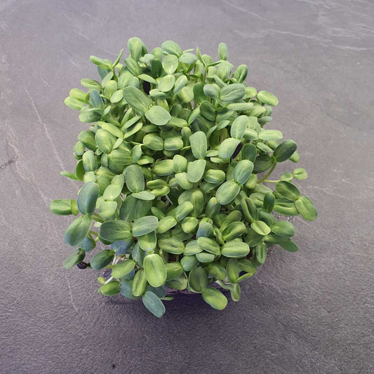 ΗΛΙΑΝΘΟΣ, SUNFLOWER, BIG microgreen